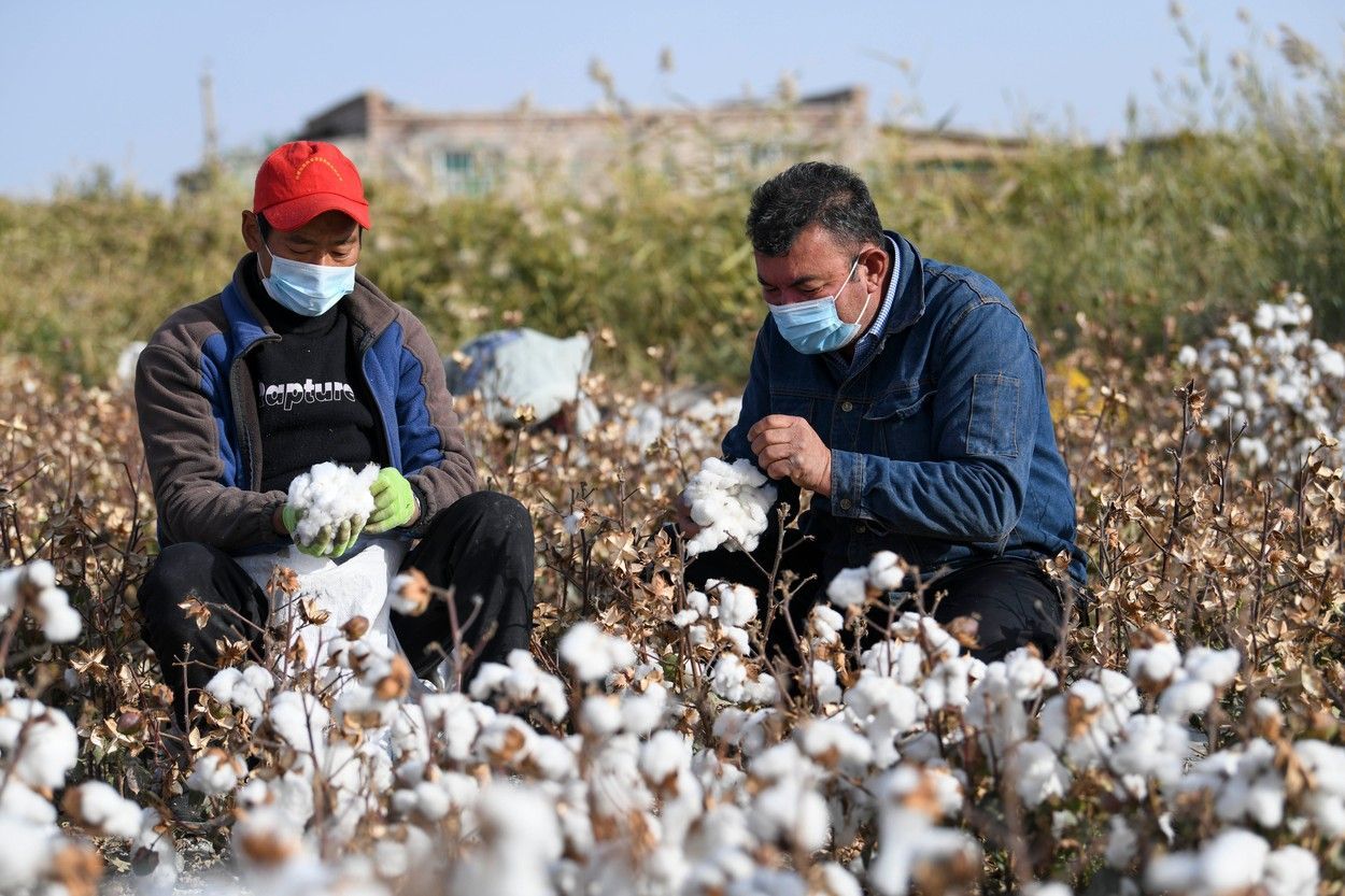 pole bavlna sin-ťiang čína ujgurové