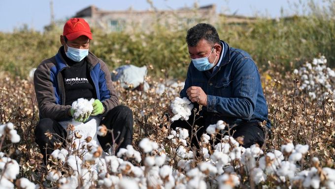 Pole s bavlnou v provincii Sin-ťiang na západě Číny. Na její sklizeň využívá Peking nucenou práci Ujgurů.