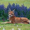 Wildlife Photographer of the Year 2023. Snímky nominované na cenu veřejnosti People Choice Award