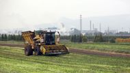 Ještě poslední rozloučení s půdou i lovosickou chemičkou v pozadí a špenátové listy zamíří do závodu Agrimex v Panenských Břežanech, který ho během čtyř hodin zamrazí. Rychlé zpracování je důležité pro to, aby si špenát zachoval čerstvou chuť i barvu a uchoval si všechny důležité látky.