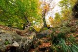 Jizerskohorské bučiny během barevných krás podzimu.