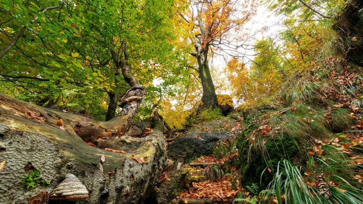 Český úspěch. Jizerskohorské bučiny se dostaly na seznam UNESCO; Zdroj foto: ČTK