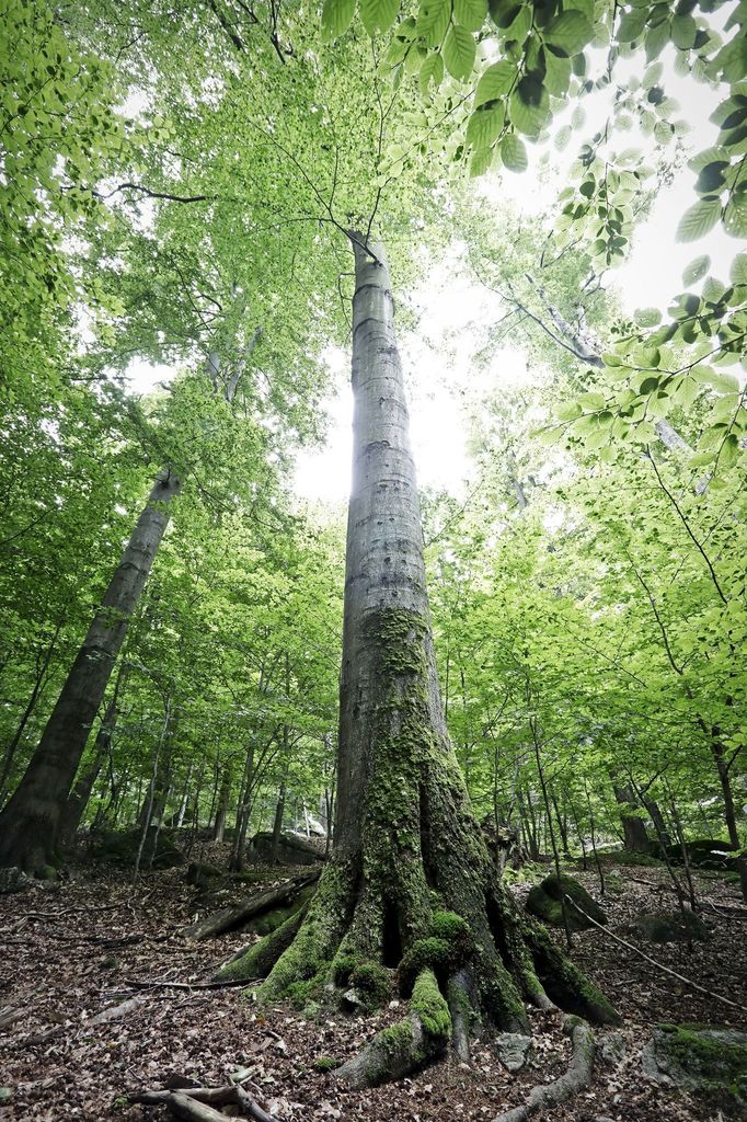 Jizerskohorské bučiny