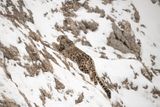 Snow leopard 1
Sněžný levhart jakoby se nad kameny vznášel. Toto zvíře je při pohybu svým teritoriem neuvěřitelně mrštné. 
Nikon D5 
AF-S NIKKOR 800MM F/5.6E FL ED VR 
f/5.6 
1/4000 
ISO 640