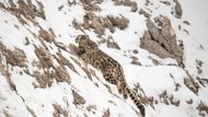 Snow leopard 1
Sněžný levhart jakoby se nad kameny vznášel. Toto zvíře je při pohybu svým teritoriem neuvěřitelně mrštné. 
Nikon D5 
AF-S NIKKOR 800MM F/5.6E FL ED VR 
f/5.6 
1/4000 
ISO 640