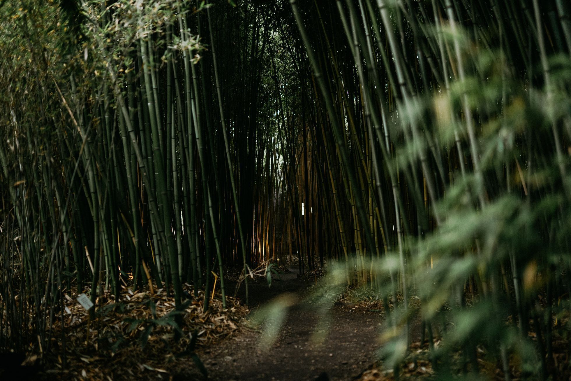 Bambusárium Bohnice