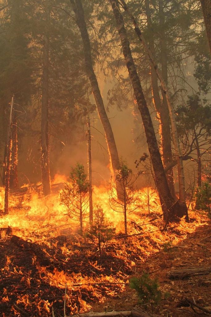 Požár ohrožující Yosemitský národní park se šíří k sekvojovým lesům plným vzácných stromů.