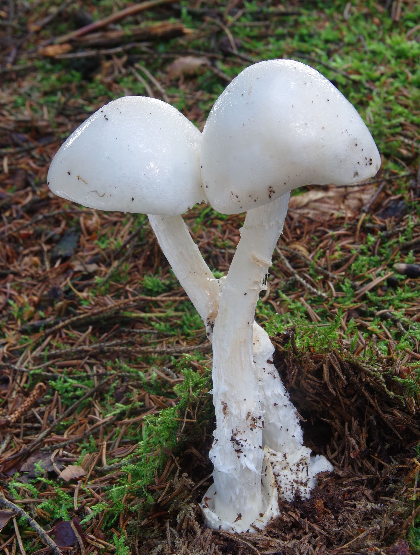 Muchomůrka jízlivá