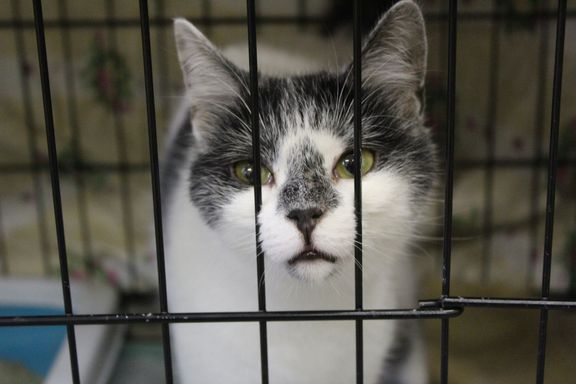 Organizace Pet Heroes má aktuálně v péči deset koček z Ukrajiny. Momentálně jsou v karanténě, kterou má útulek delší, než nařizuje Krajská veterinární správa.