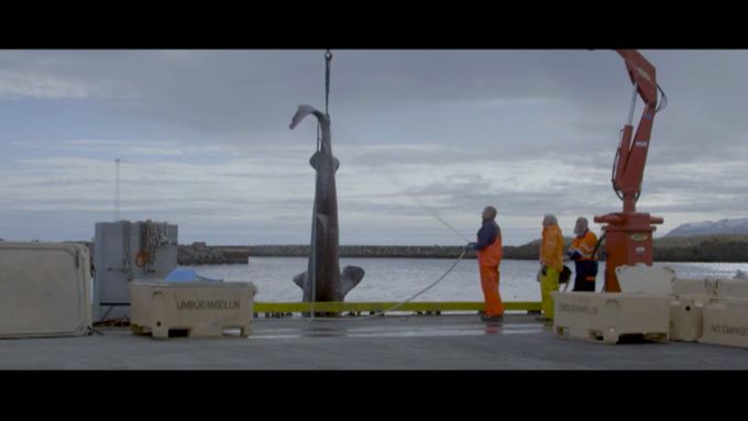 Trailer k filmu 690 Vopnafjörður. Dokument vypráví o životě lidí v islandské vesnici