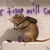A rat forms part of work entitled &quot;Banksus Militus Vandalus&quot; installation at Banksy: The Unauthorised Retrospective exhibition at Sotheby's S2 Gallery in London