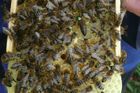 Krutá zima pro včelaře. Uhynula jim třetina včelstev