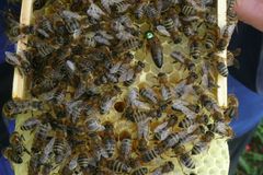 Krutá zima pro včelaře. Uhynula jim třetina včelstev
