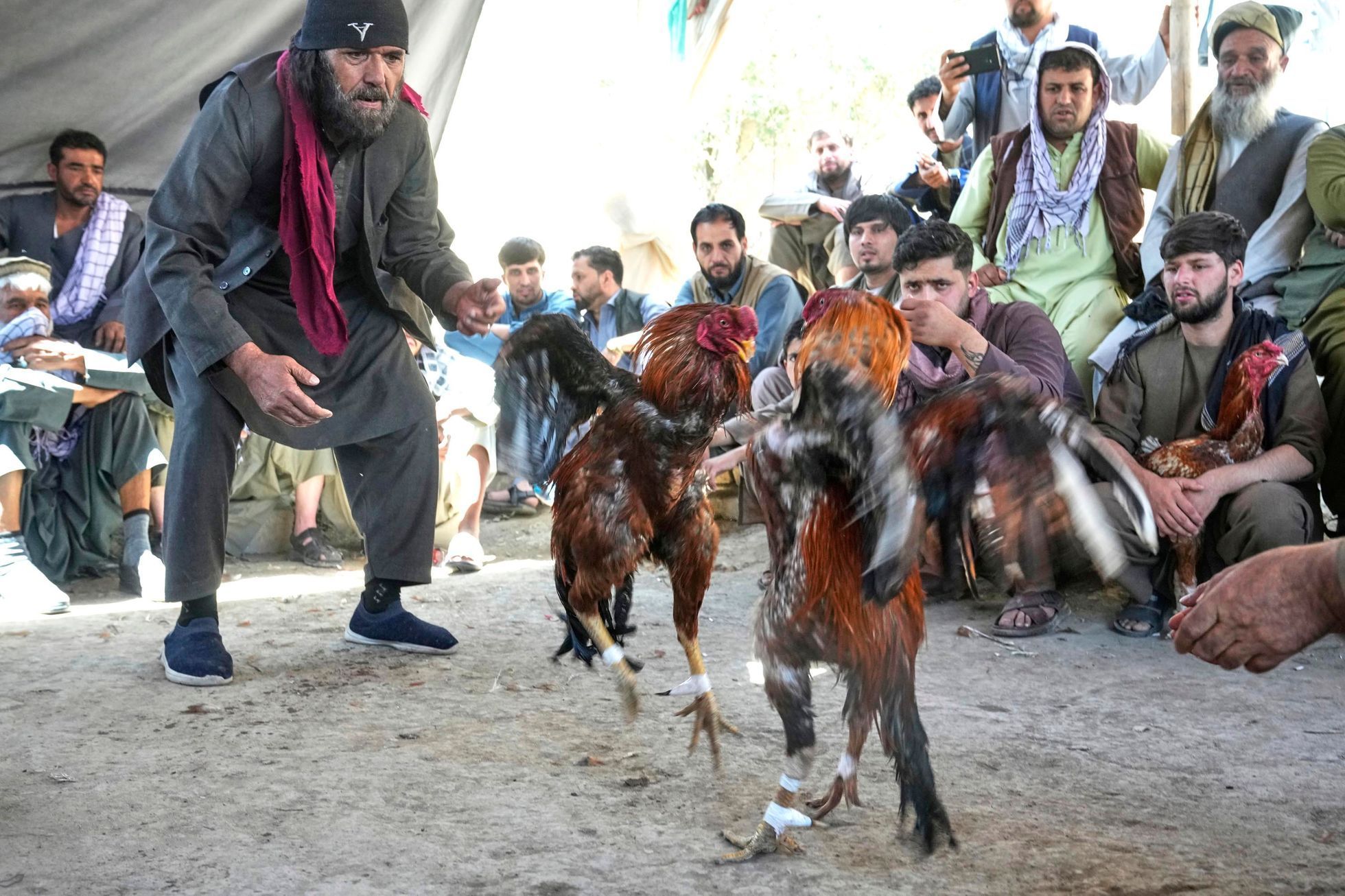 Afghanistán kohoutí zápasy