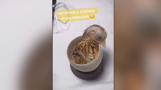 Kuře se vylíhlo v otevřené skořápce