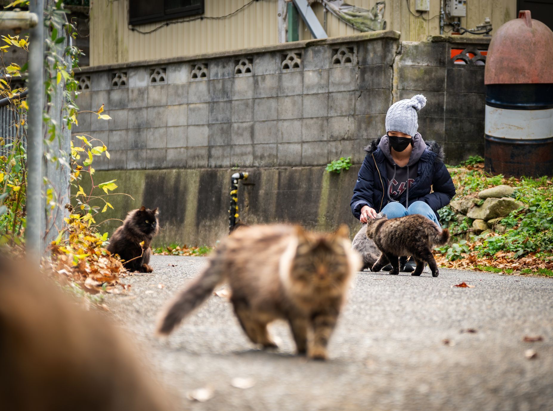 Japonsko, kočka, zvířata, ostrov, Taširodžima, reportáž
