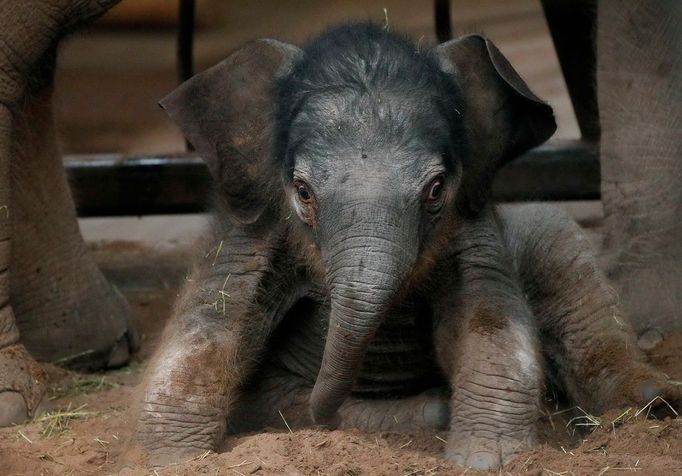 Pobývají společně ve výběhu zoo v Chesteru v Anglii. Jde už o druhé mládě, které se v místní zoo narodilo během posledního půl roku.