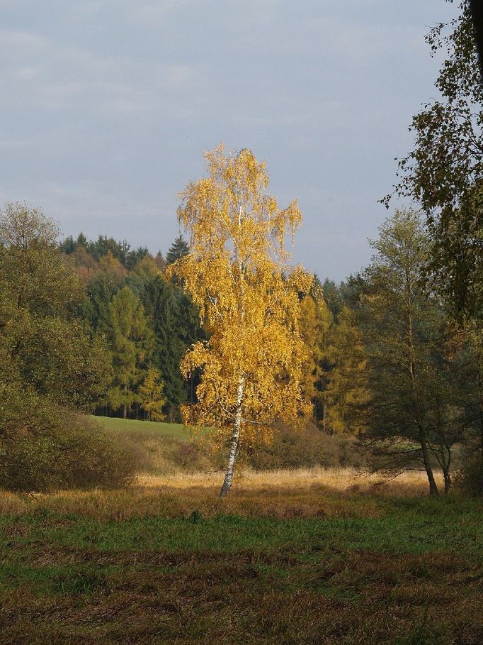 Nedělní procházka okolím Polné - zlatá.