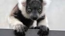 Tento lemur černobílý (Varecia variegata) se narodil v zajetí v zoologické zahradě v Cali. Jde už o druhého lemura druhu Varecia variegata, který se narodil v Kolumbii v zajetí.