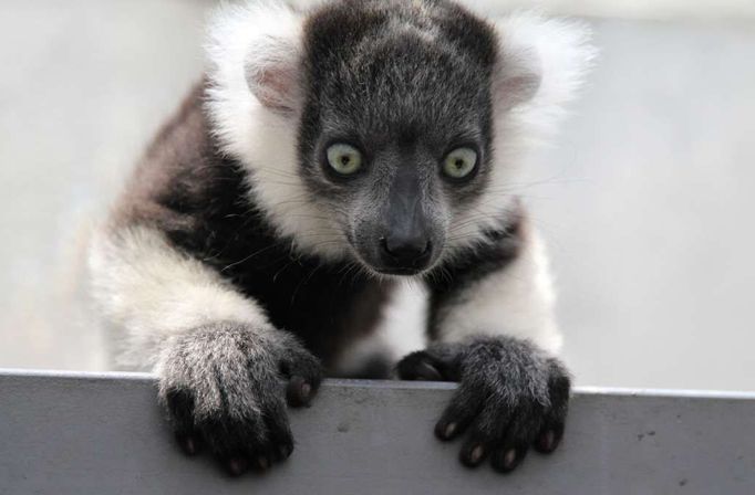 Tento lemur černobílý (Varecia variegata) se narodil v zajetí v zoologické zahradě v Cali. Jde už o druhého lemura druhu Varecia variegata, který se narodil v Kolumbii v zajetí.