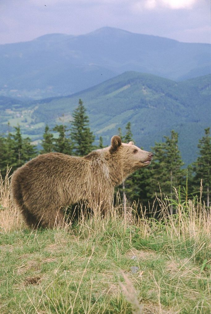 Vzácně do Beskyd doputují zejména mladí medvědi ze Slovenska. Snímek z roku 2003.