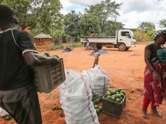 Nákladní auto obchodníků, kteří od vesničanů vykupují avokáda.