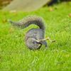 Vítězné fotografie ze soutěže Nikon Comedy Wildlife Awards 2024
