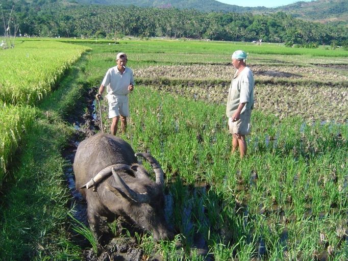 Při namáhavém obdělávání rýžového pole se carabao, neboli vodní bůvol, stává velkým pomocníkem.