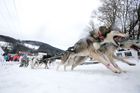 Tisíc mil se psím spřežením přes Aljašku. Poslední velký závod světa Iditarod bude mít českou stopu