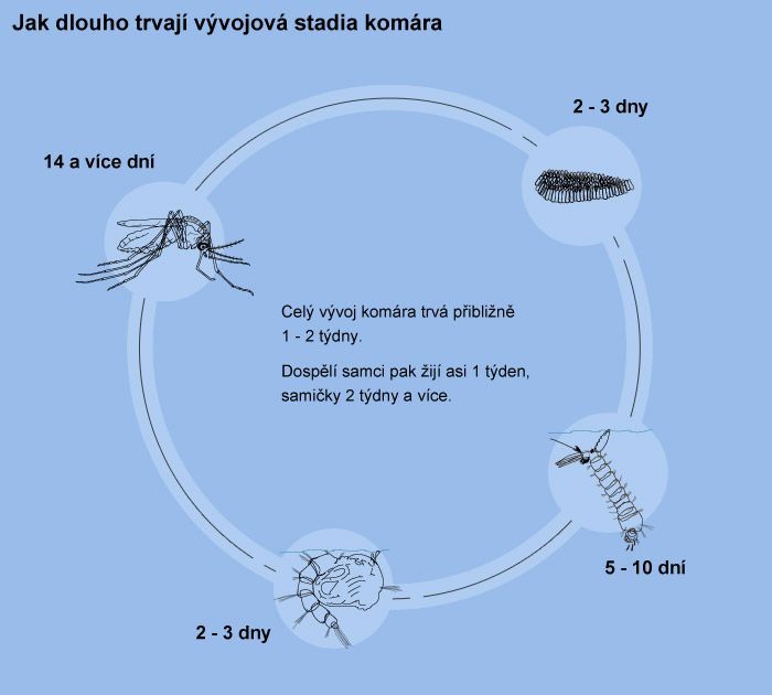 Jak dlouho trvají vývojová stadia komára