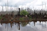 Shořelé stromy v okolí vesnice Teluk Meranti v Indonésii.