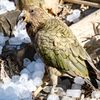 Zoo, Praha, led, horko, opice, lední medvěd, papoušek, počasí, gorila