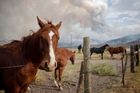 Adrees Latif: Koně na ranči Withers v americkém státě Oregon. V pozadí je vidět kouř z lesního požáru, který zachvátil rezervaci Fremont National Forest (18. září 2020).