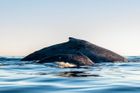 Velryba se snažila vyprostit mládě z rybářských sítí. Obě zvířata zahynula vyčerpáním