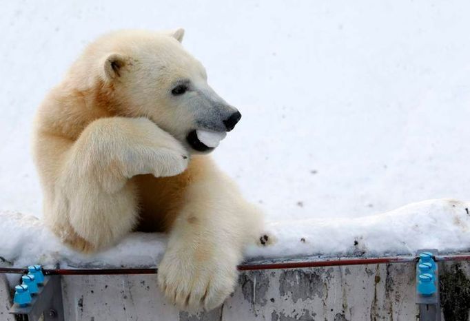 Roční mládě ledního medvěda Ikor si hraje v Zoo Sapporo Maruyma, severním Japonsku, 18. ledna 2010. Sameček se narodil 9.prosince 2008.