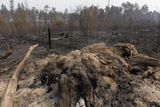 Vyhořelý les sousedící s chatovou oblastí na okraji Kupavny.