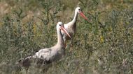 Čáp bílý (Ciconia ciconia) je symbolem jarní migrace. V Kalloni často odpočívá celé hejno těchto majestátních ptáků na cestě do střední a severní Evropy.