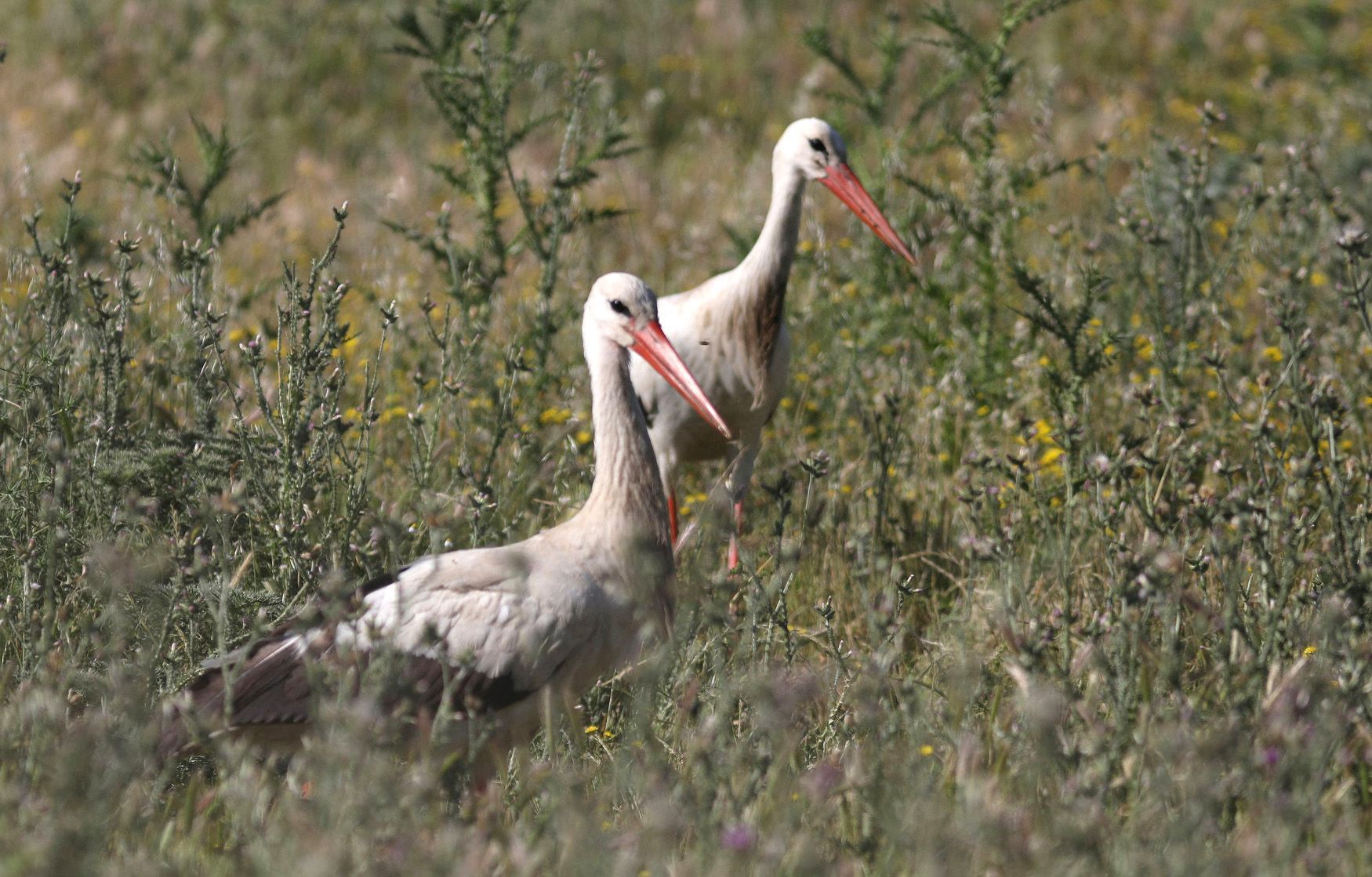 Lesbos, Řecko, tažní ptáci, ormitologové