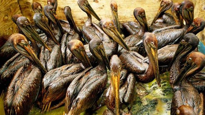 Ropa je nyní vidět hlavně na peří pelikánů, tragédie se ale odehrávají také pod mořskou hladinou