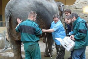 Sloní sameček, první mládě narozené v Česku, uhynul