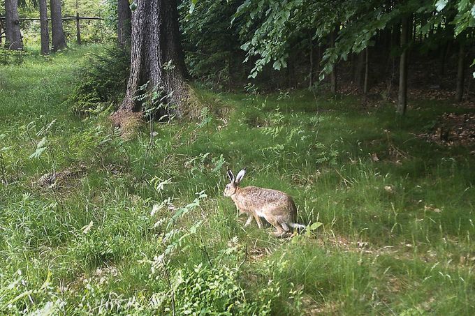 Záběr z fotopasti instalované na území CHKO - Jizerské hory. Nedatováno.