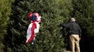 A man looks over the White House Christmas tree before it is to be cut down during the White House Christmas tree cutting at Peak Farms in Jefferson, North Carolina November 17, 2012. The 18 1/2 foot Fraser fir will be displayed in the Blue Room at the White House. The tree was planted from a seed in 1990. REUTERS/Chris Keane (UNITED STATES - Tags: ENVIRONMENT) Published: Lis. 17, 2012, 4:14 odp.