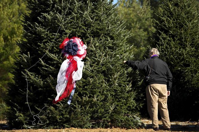 A man looks over the White House Christmas tree before it is to be cut down during the White House Christmas tree cutting at Peak Farms in Jefferson, North Carolina November 17, 2012. The 18 1/2 foot Fraser fir will be displayed in the Blue Room at the White House. The tree was planted from a seed in 1990. REUTERS/Chris Keane (UNITED STATES - Tags: ENVIRONMENT) Published: Lis. 17, 2012, 4:14 odp.