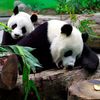 Čínské pandy v Tchaj-wanu