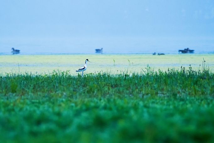 Tenkozobec opačný je u nás kriticky ohroženým druhem, který velmi vzácně hnízdí na letněných rybnících. Národní přírodní rezervace Lednické rybníky. Rok 2020