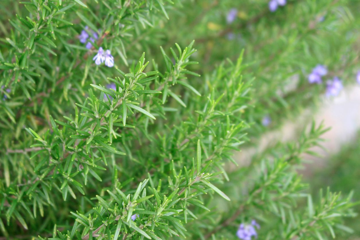 Byliny pro mozek, žena