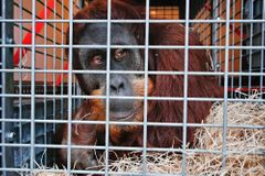 Pražská zoo má nového orangutana. Jmenuje se Pady
