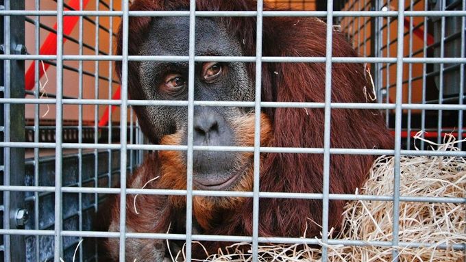 Orangutan Pady se teď musí seznámit se svým novým domovem