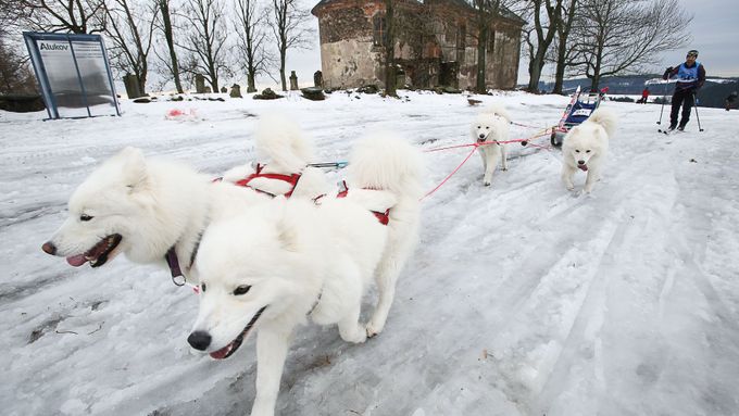 Foto: Extrémně náročný závod psích spřežení Šediváčkův long ukončila obleva. I tak měl sto kilometrů