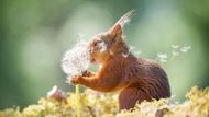 Autor: Geert Weggen, Comedy Wildlife Photography Awards 2019